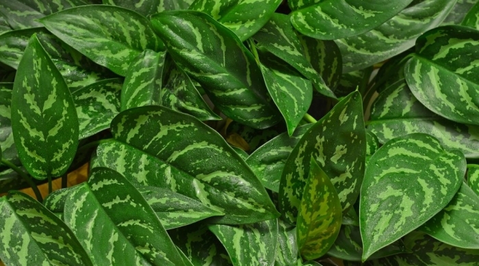 Can houseplants replace an air purifier?