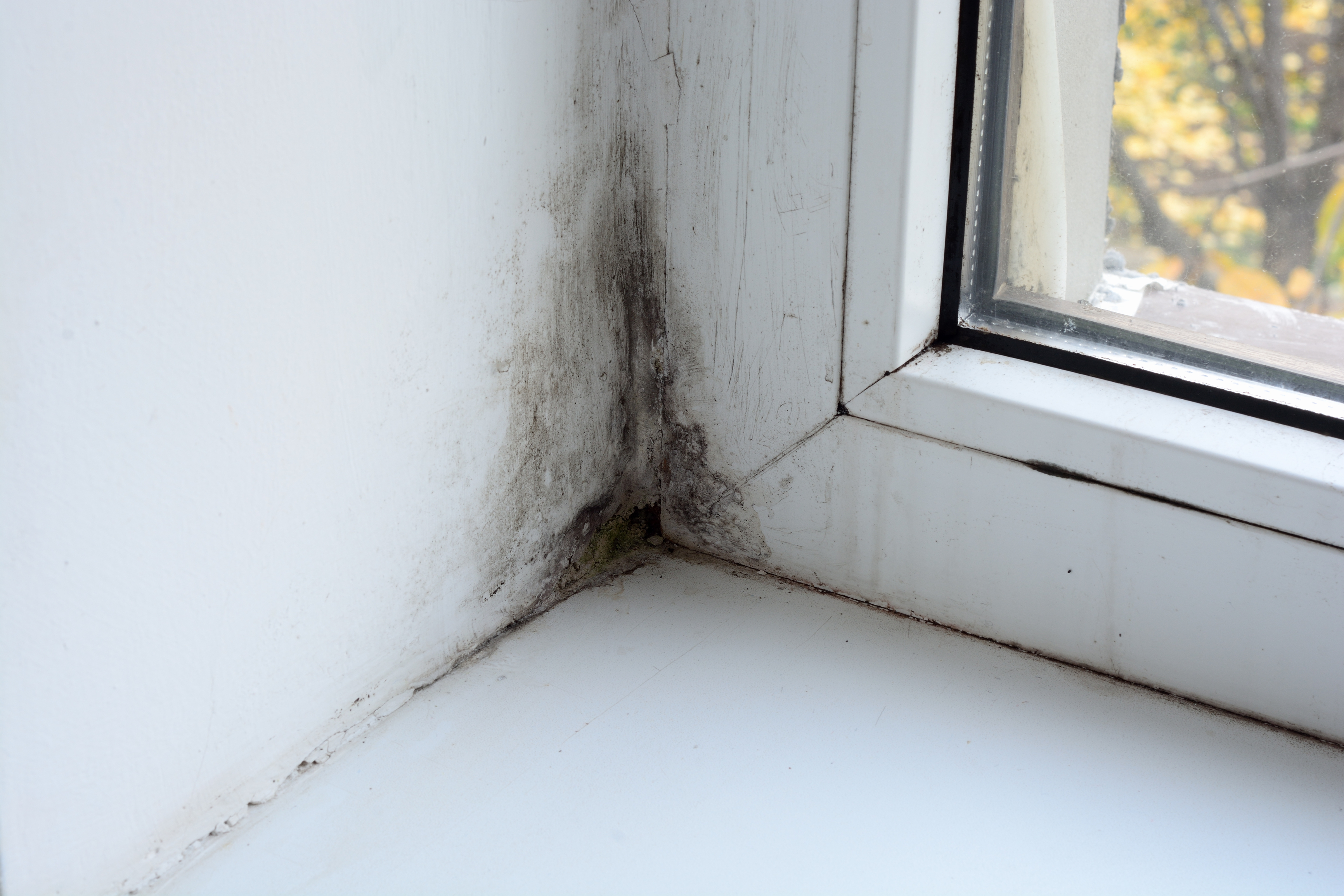 How to get rid of mold in the house?