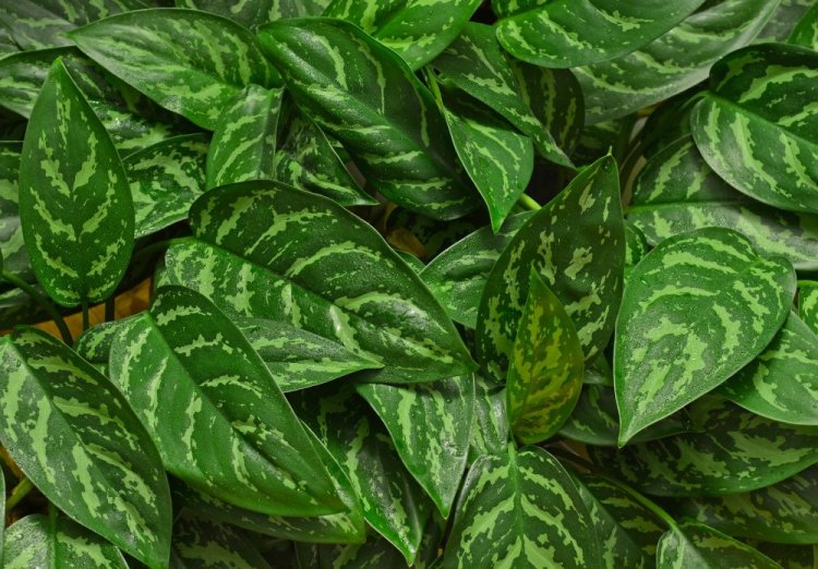 Can houseplants replace an air purifier?